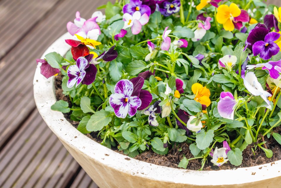 During the podcast, he also suggested using pansies in pots to brighten the space