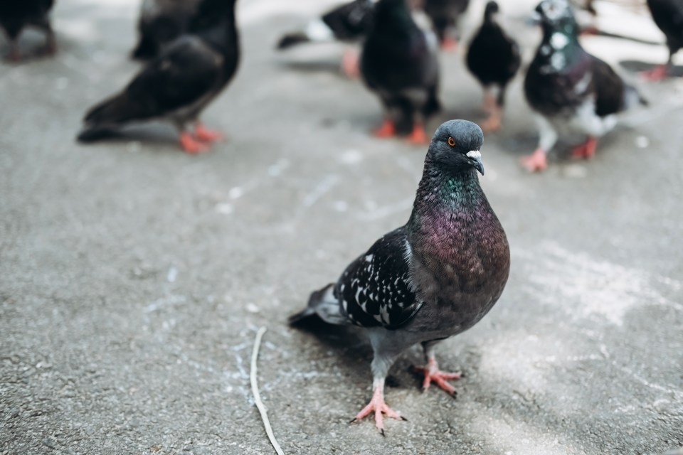 London is home to three million pigeons and thousands blight the Square every day.