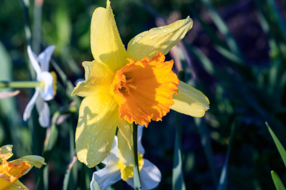 The gardening expert says that daffodils are some of the easiest plants to perk up your space