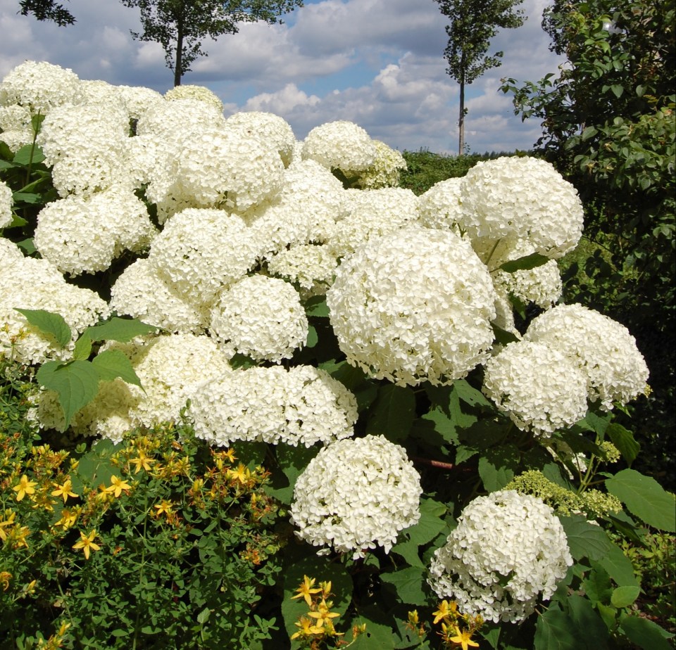 He also said a Hydrangea Annabelle is great as it increases in size