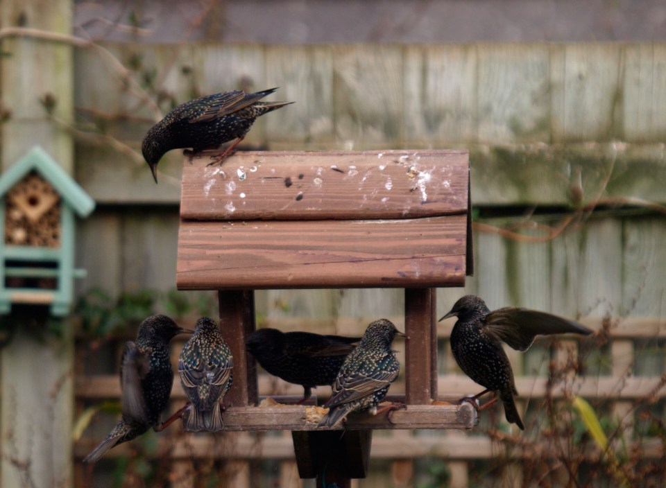 Keep the birds coming back with a bird table in your garden