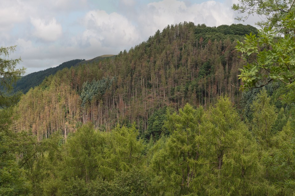 Fairytale-like forests hug the Rheidol valley