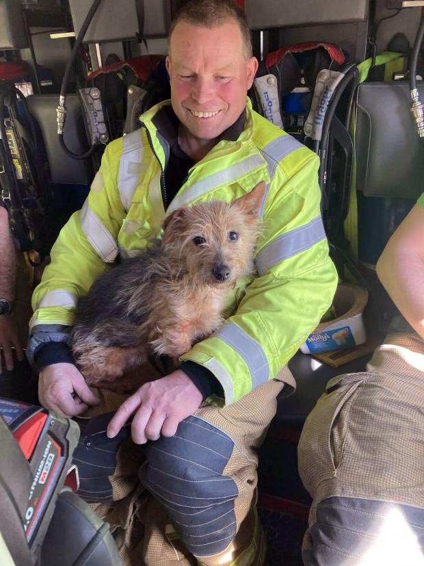 Loyal dog Martha, who was found next to her dead owner, has been adopted by firefighter James Trounson