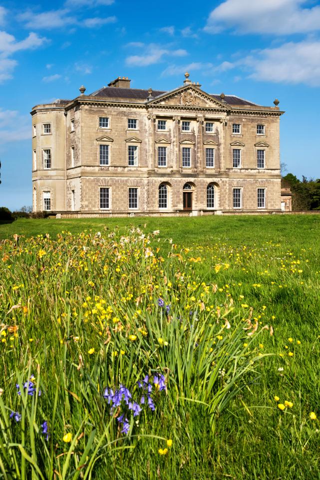 Rare white bluebells have been spotted at Castle Ward