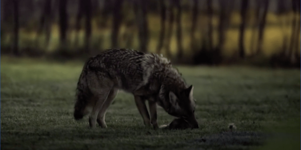 Viewers watched as a coyote sourced its food by devouring an adorable bunny