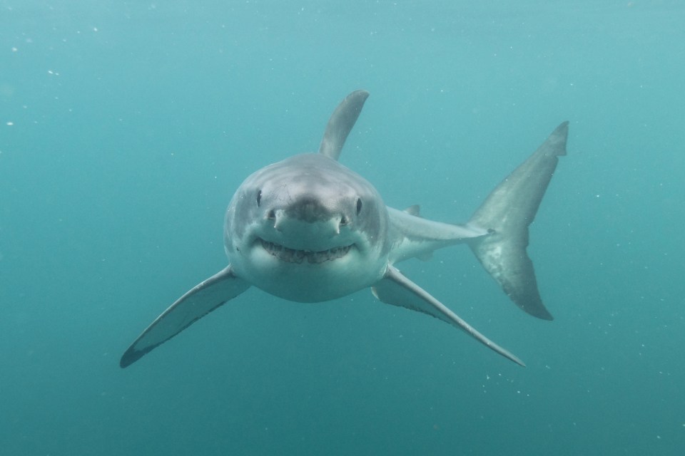 A deadly shark mauled a beachgoer in west Australia