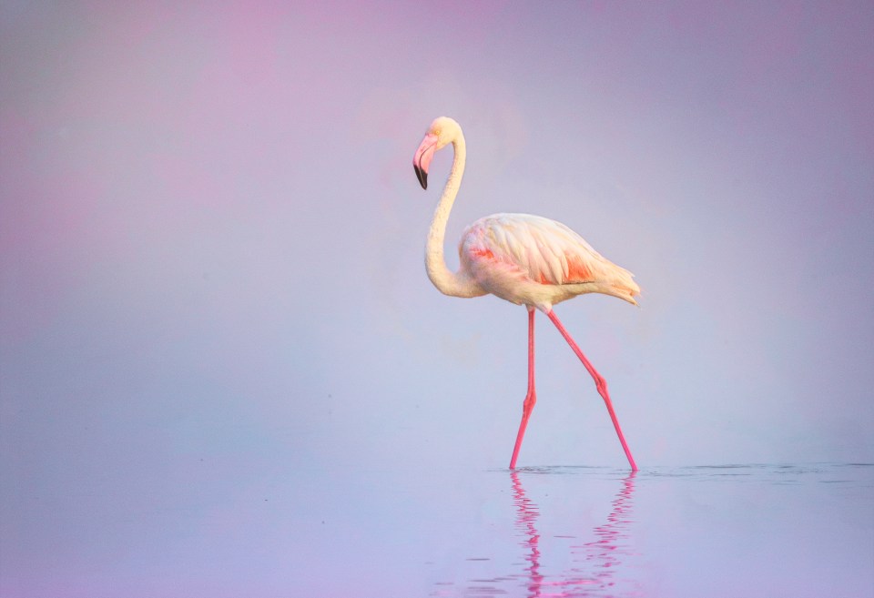 Watch thousands of pink flamingos bobbing their heads up and down the lake