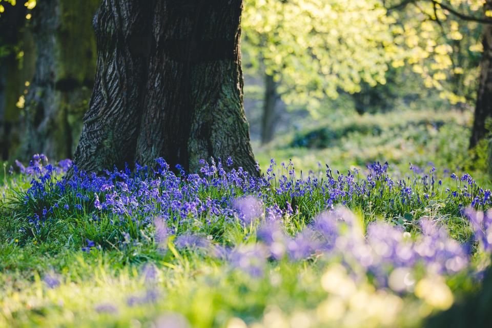 Clumber Park is a 50-minute drive from Sheffield