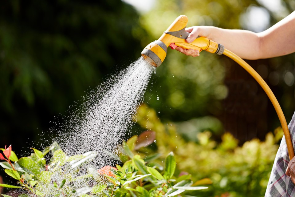 Thames Water are telling customers they’ll have to water their blooms less this summer to avoid a hosepipe ban