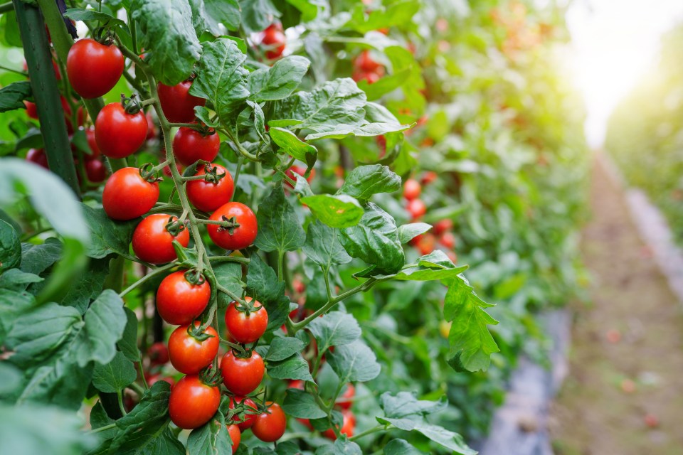 well growing tomatos in modern greenhouse