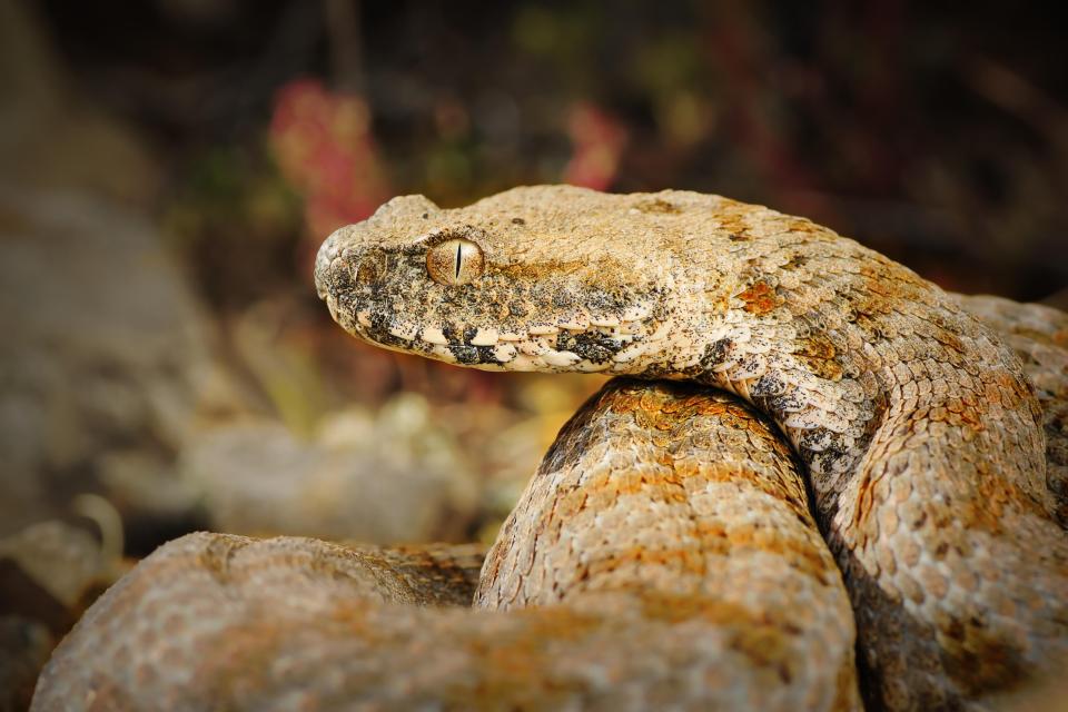 Picture of a deadly blunt nosed viper