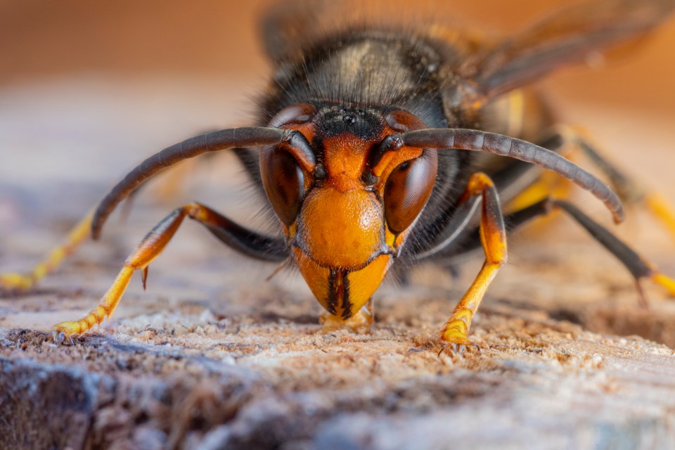 Asian hornet (Vespa velutina), also known as the yellow-legged hornet or Asian predatory wasp, is a species of hornet indigenous to Southeast Asia. It is of concern as an invasive species in European countries like France or Spain.