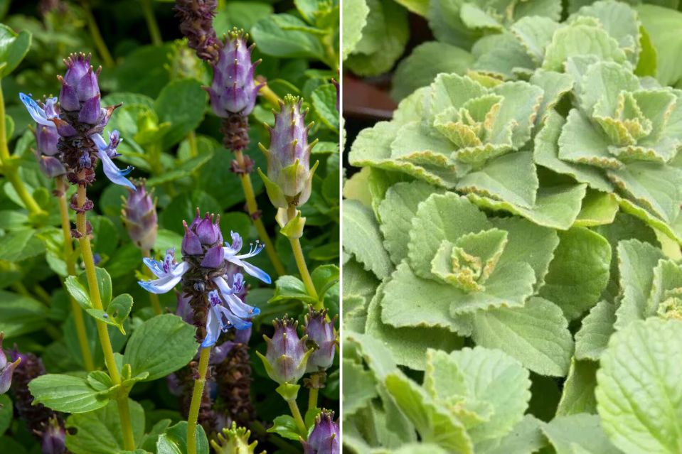 Before (right) flowering and after (left) of the Coleus Canina plant.