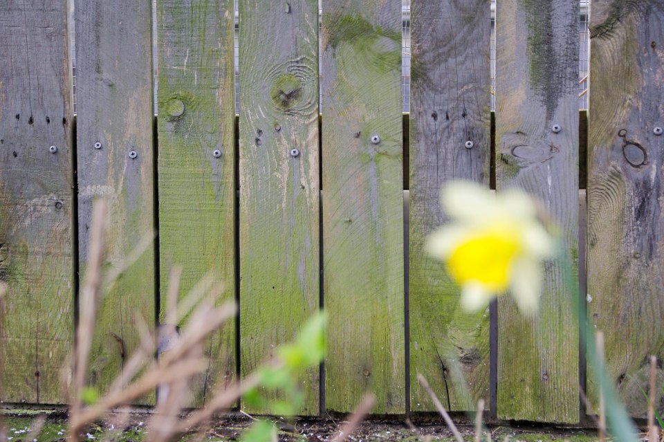 A man told how his garden fence was left covered in green algae