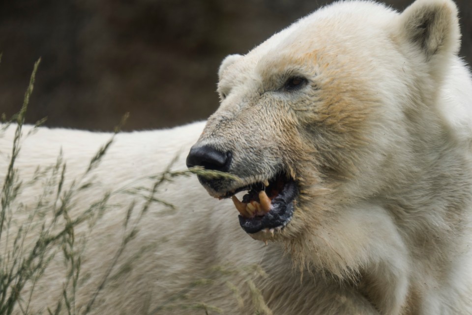 A polar bear was seventh - beaten by both a leopard and tiger shark