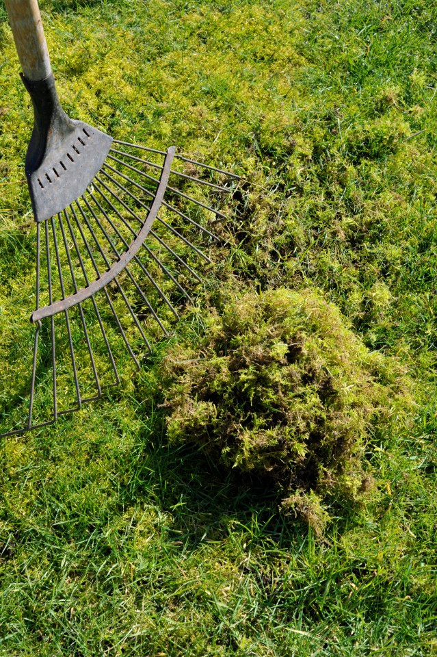 After adding moss killer, you should rake it out before adding some compost into the soil