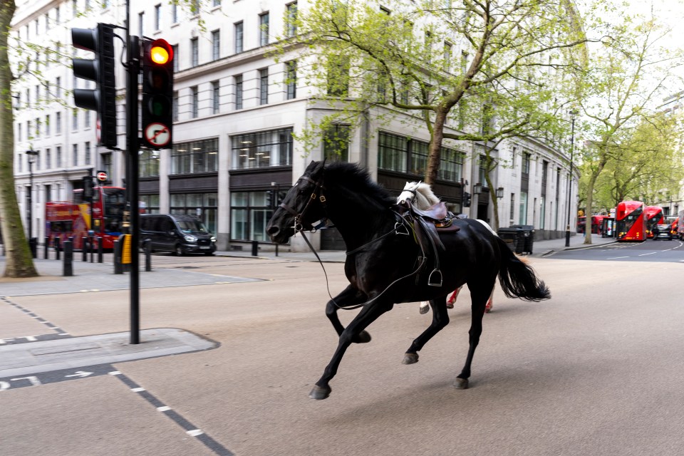 The Ministry of Defence confirmed seven Household Cavalry horses were on the loose