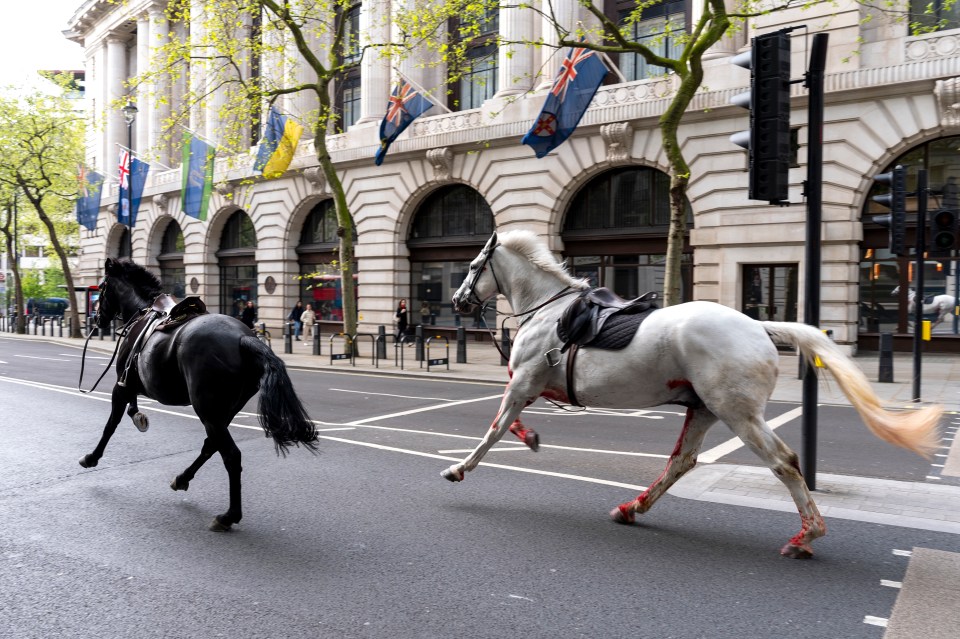 Pictures and videos of the horses were shared on social media