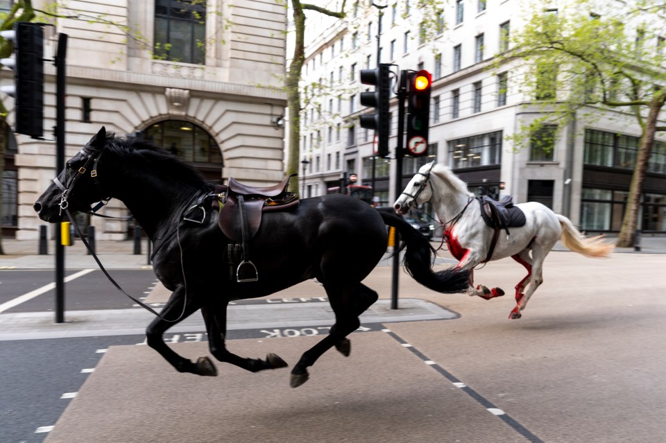 Two horses on the loose bolt through the streets of London near Aldwych