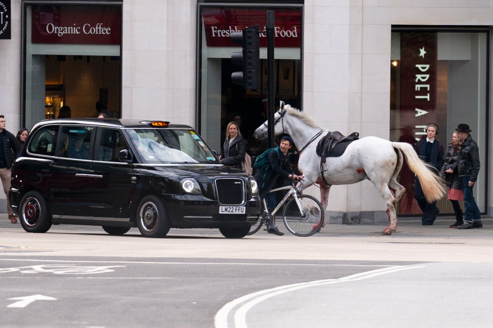 A white horse on the loose bolts through the streets of London