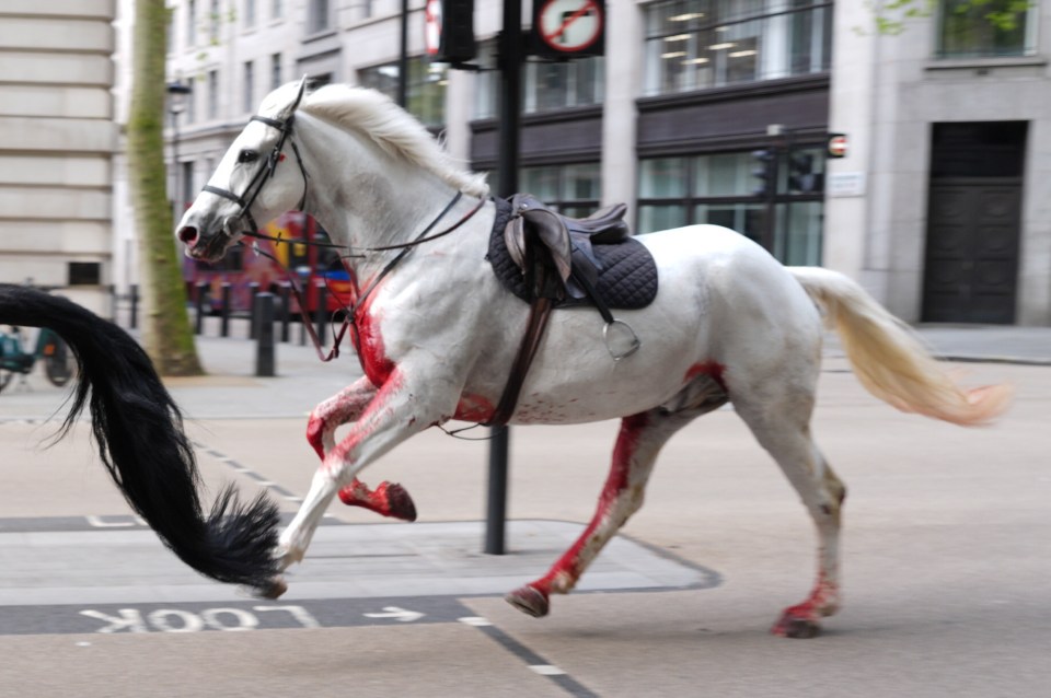 A white horse appeared to be covered in blood