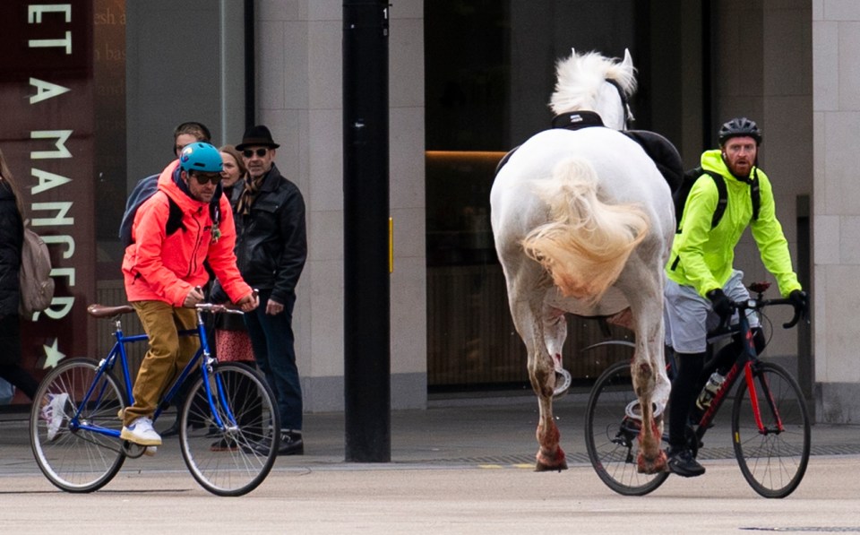 It is thought seven horses initially got loose, with police working with the Army to recapture them