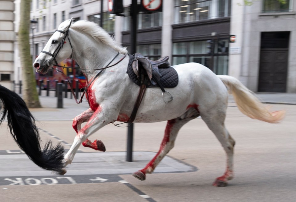 Last week there was pandemonium in London as five terrified horses from the Household Cavalry bolted