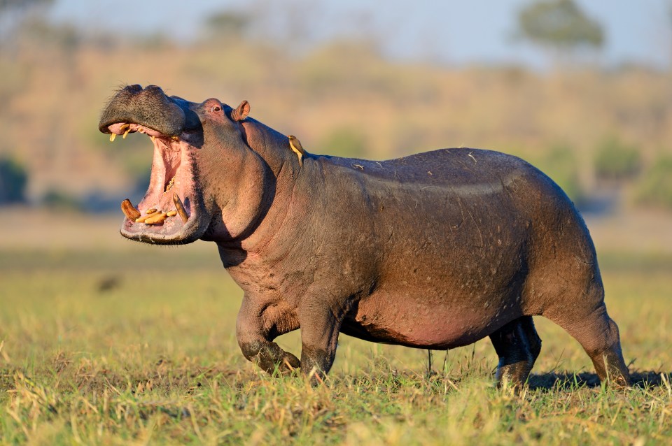 A hippo came fourth in the bizarre AI contest