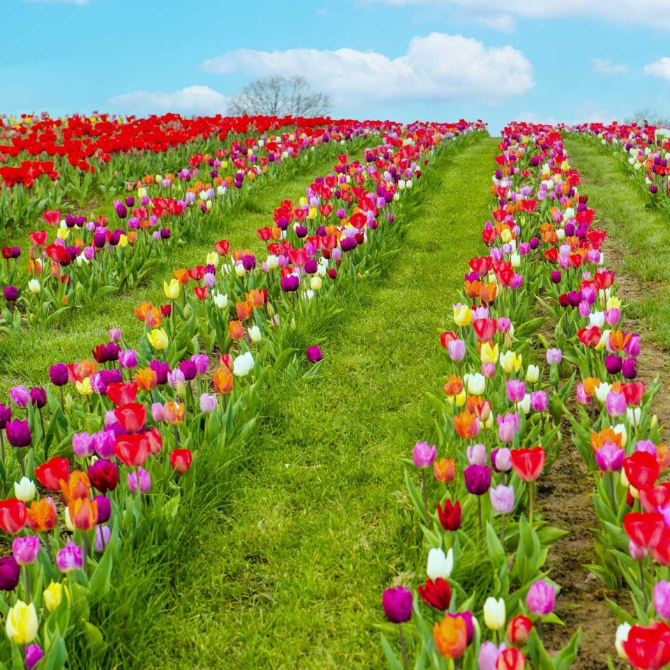 There are over 500,000 tulips on display at the farm