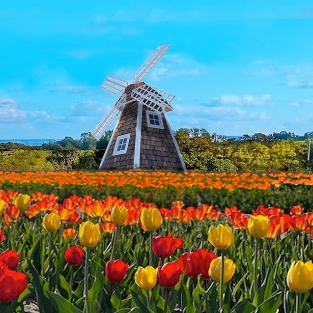 Tulleys Tulip Farm has been likened to the Netherlands by visitors