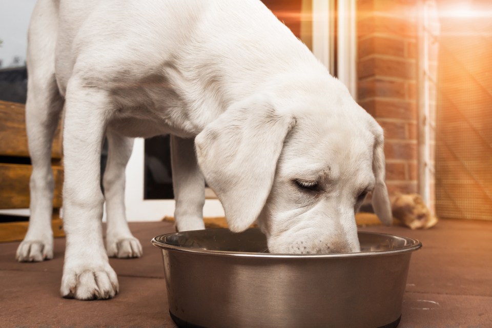 Dry food is usually cheaper. Check the price per kilo, buy pet food in bulk online and sign up to email alerts to get deals from your favourite brand