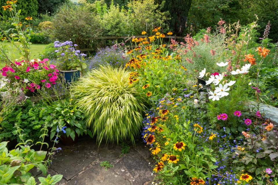 Mixed plants in a front garden in August. Annuals such as Rudbeckia, Petunia, Cosmos and Lobelia with foliage plants such as Hakonechloa.