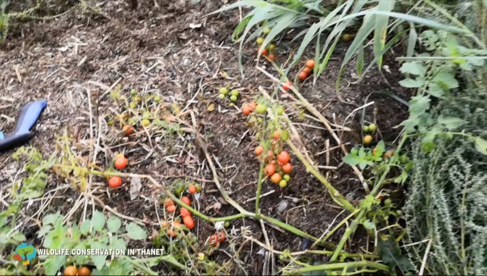 Hundreds of poop tomatoes have been spotted growing on a Kent shoreline near to where human waste is being pumped into the sea