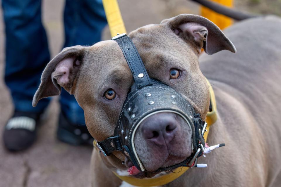 One XL Bully wearing a muzzle in public after the ban