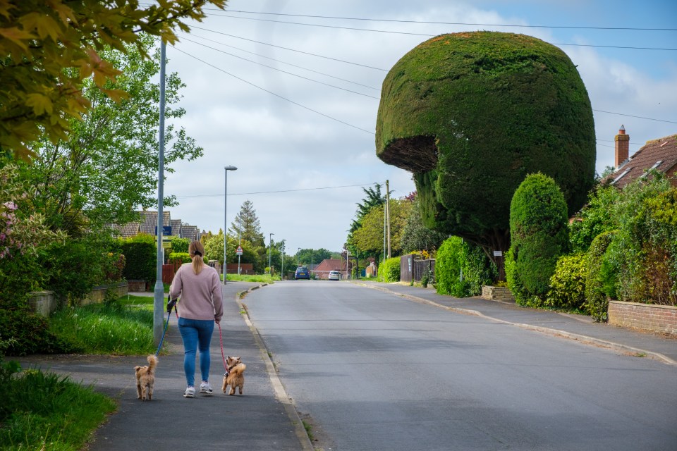 He says locals have been admiring the tree for decades