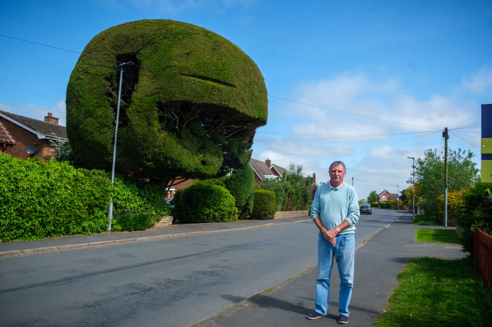 OAP Peter Davis says he sees no need to chop down his massive cedar