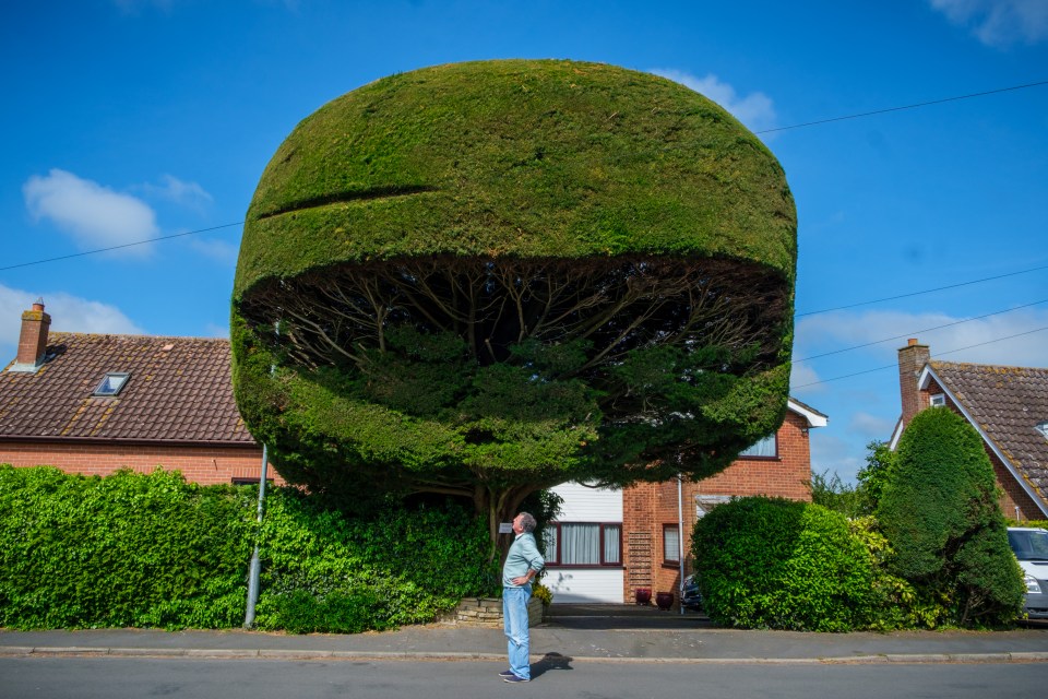 Peter says the helmet-shaped tree is here to stay