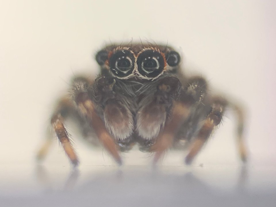 Anasaitis milesae (pictured) could be one of many exotic spiders set to live in the UK