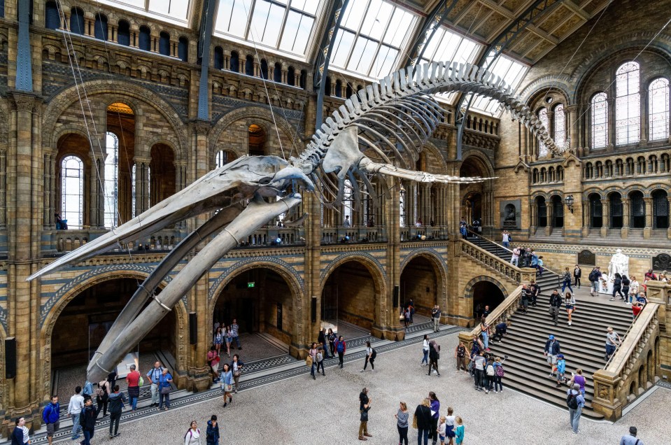 Check out the dinosaurs at the Natural History Museum in Kensington, and the skeleton of ‘Hope’ the blue whale