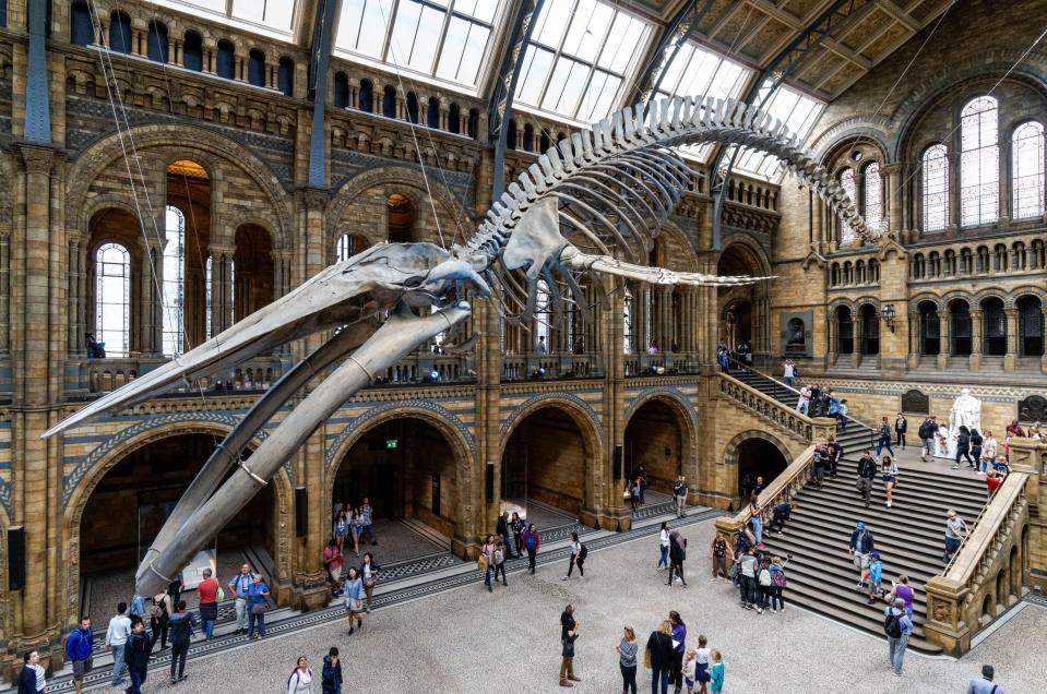 Check out the dinosaurs at the Natural History Museum in Kensington, and the skeleton of 'Hope' the blue whale