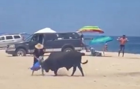 The bull sniffs at the woman's bags as she tries to retrieve them