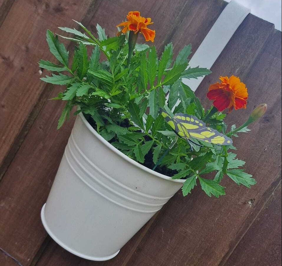 She bought some flowers from Tesco and butterflies from Poundstretcher to put in the pots