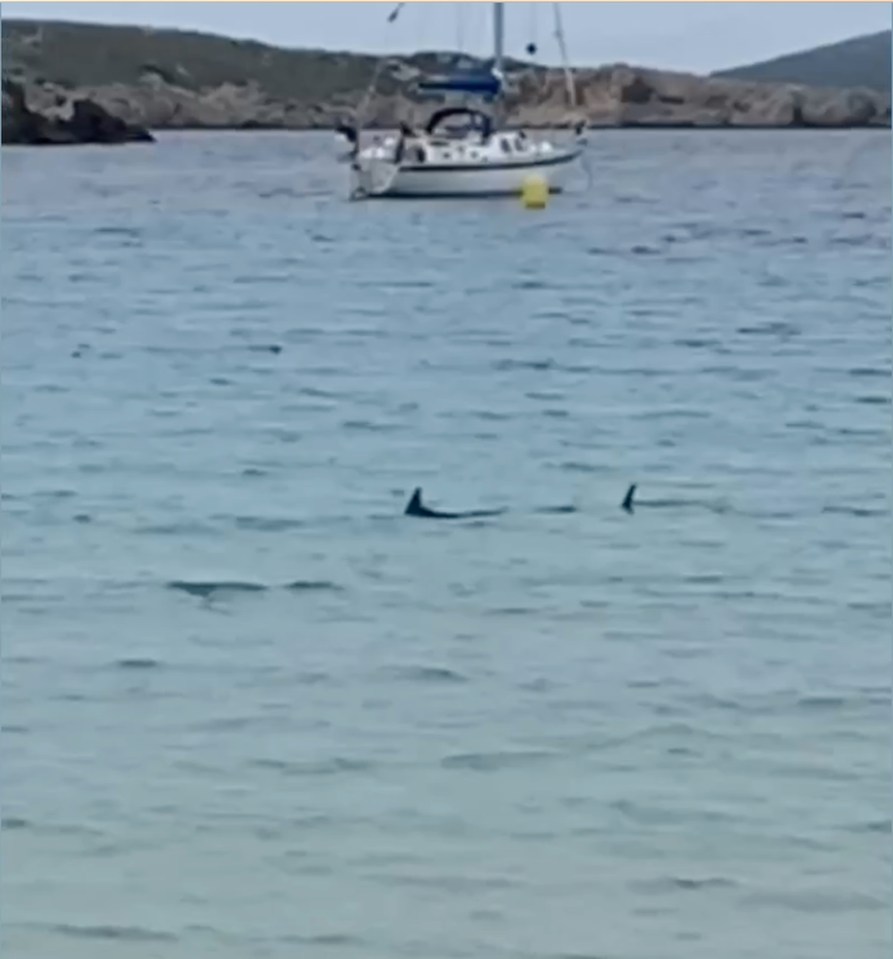 The beach was closed after the sighting and the emergency services were called