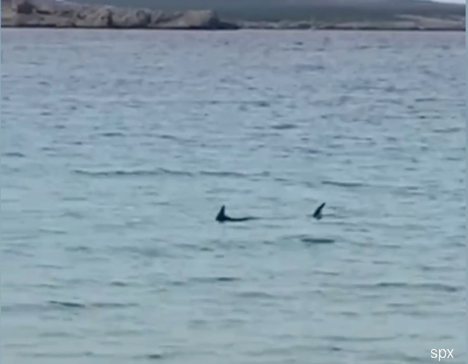 A shark has been spotted at a popular tourist resort