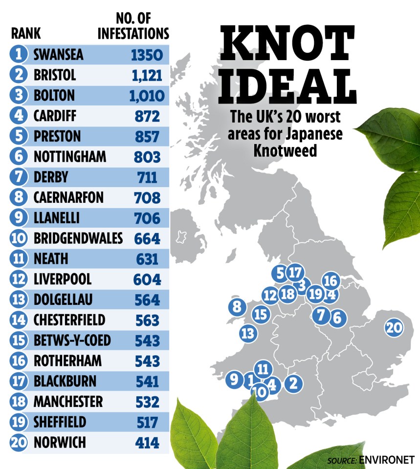 The worst areas in the UK for Japanese Knotweed