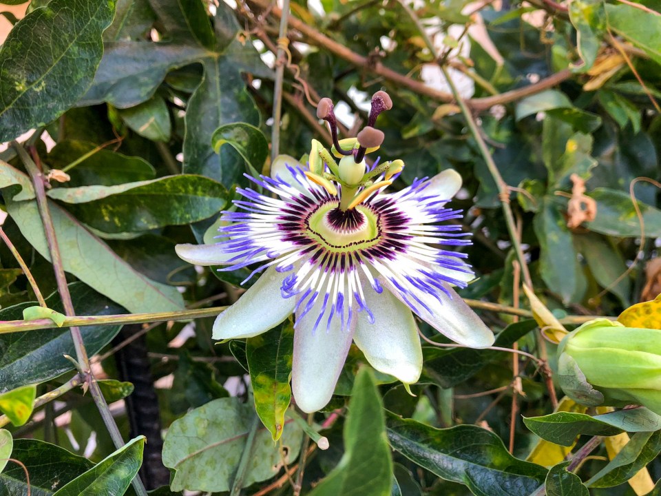 She also told shoppers to pick the exotic Passon Flowers that were in store