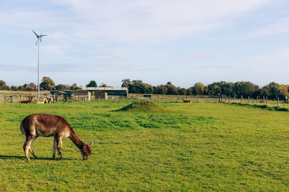 Abbots View Alpacas is set on a working eco-farm that breeds alpacas and powered by wind and solar energy