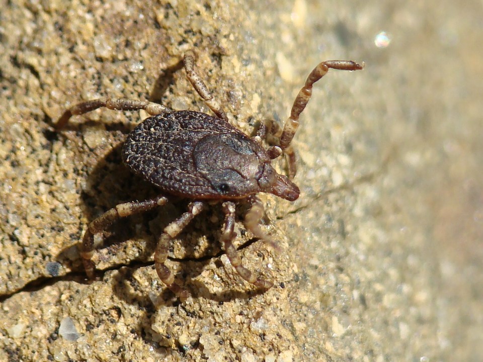 The ticks are spreading across Catalonia in Spain according to recent studies