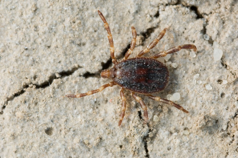 The dangerous mites are particularly present in Brit holiday hotspots