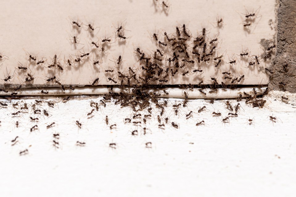 If you are struggling with ants getting into your home, there’s a natural repellent you can try